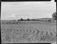 17618-Thumbnail Image.jpg