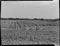 17626-Thumbnail Image.jpg
