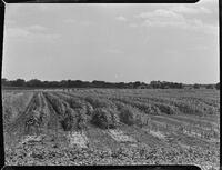 17627-Thumbnail Image.jpg
