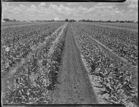 17920-Thumbnail Image.jpg